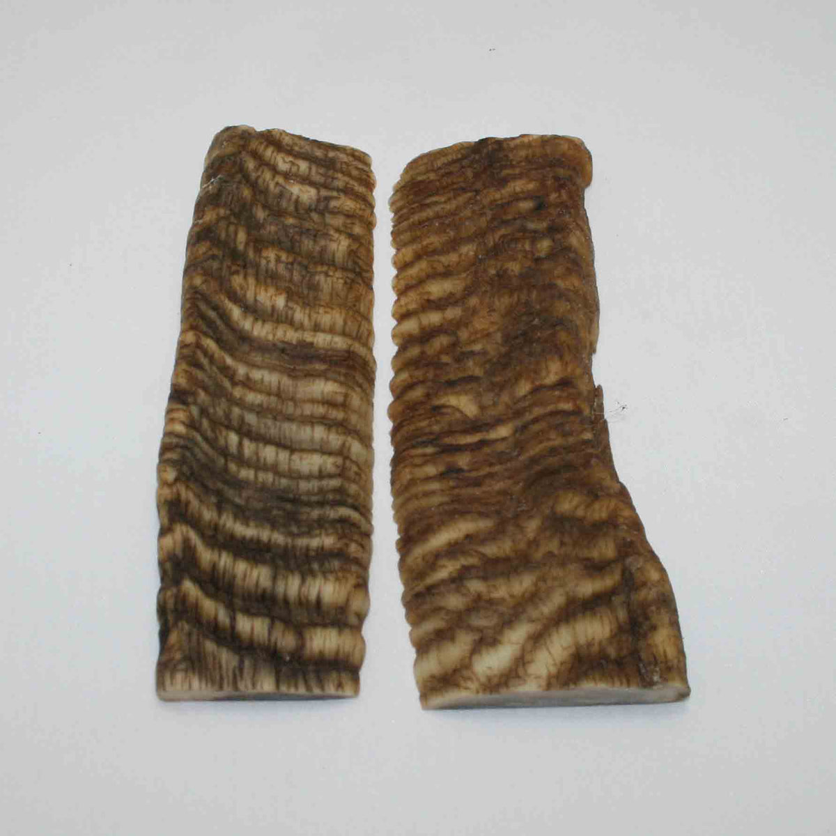 NB901JS12 Merino Ram&#39;s Horn Flat Block Scales