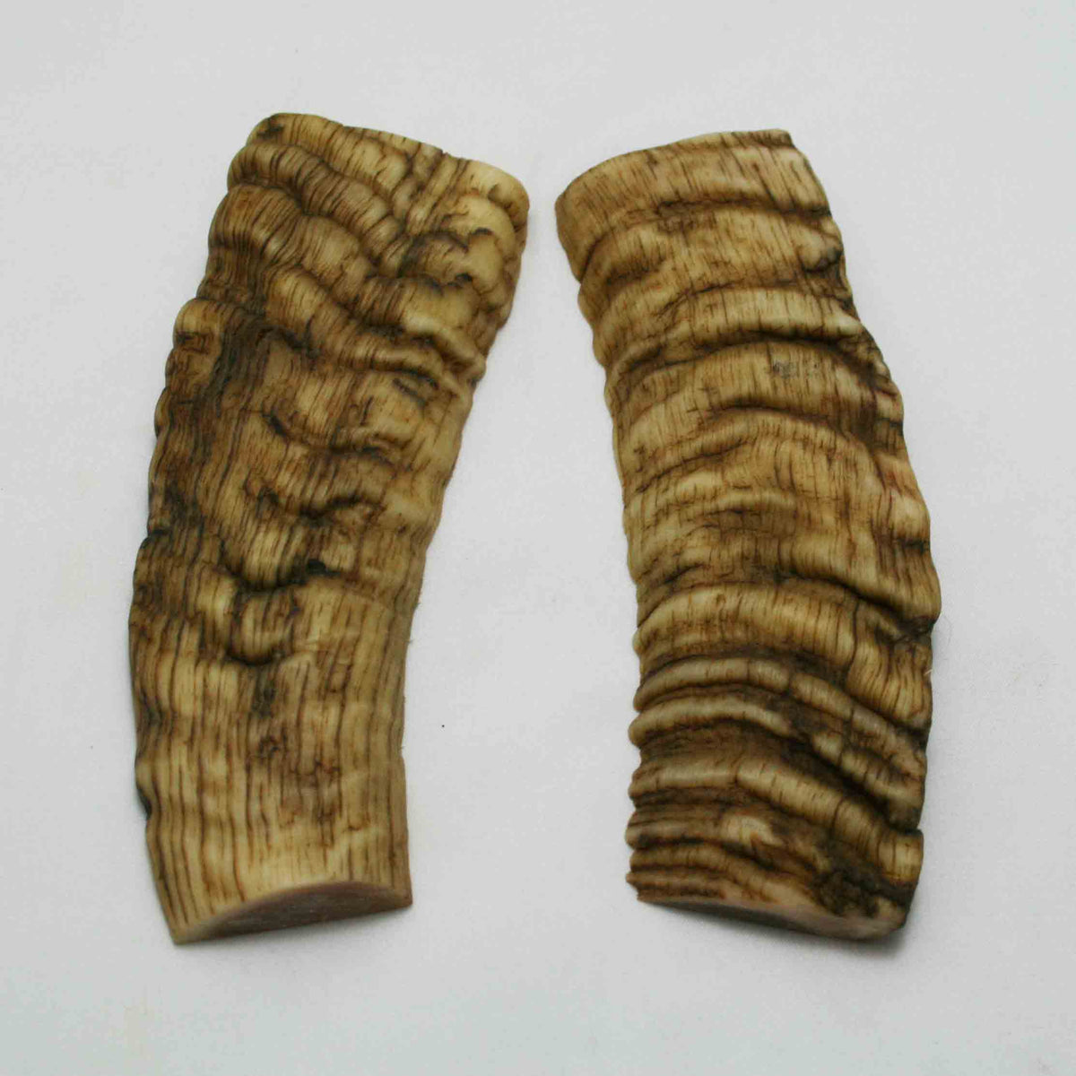 NB901NAM21 Merino Ram&#39;s Horn Flat Block Scales