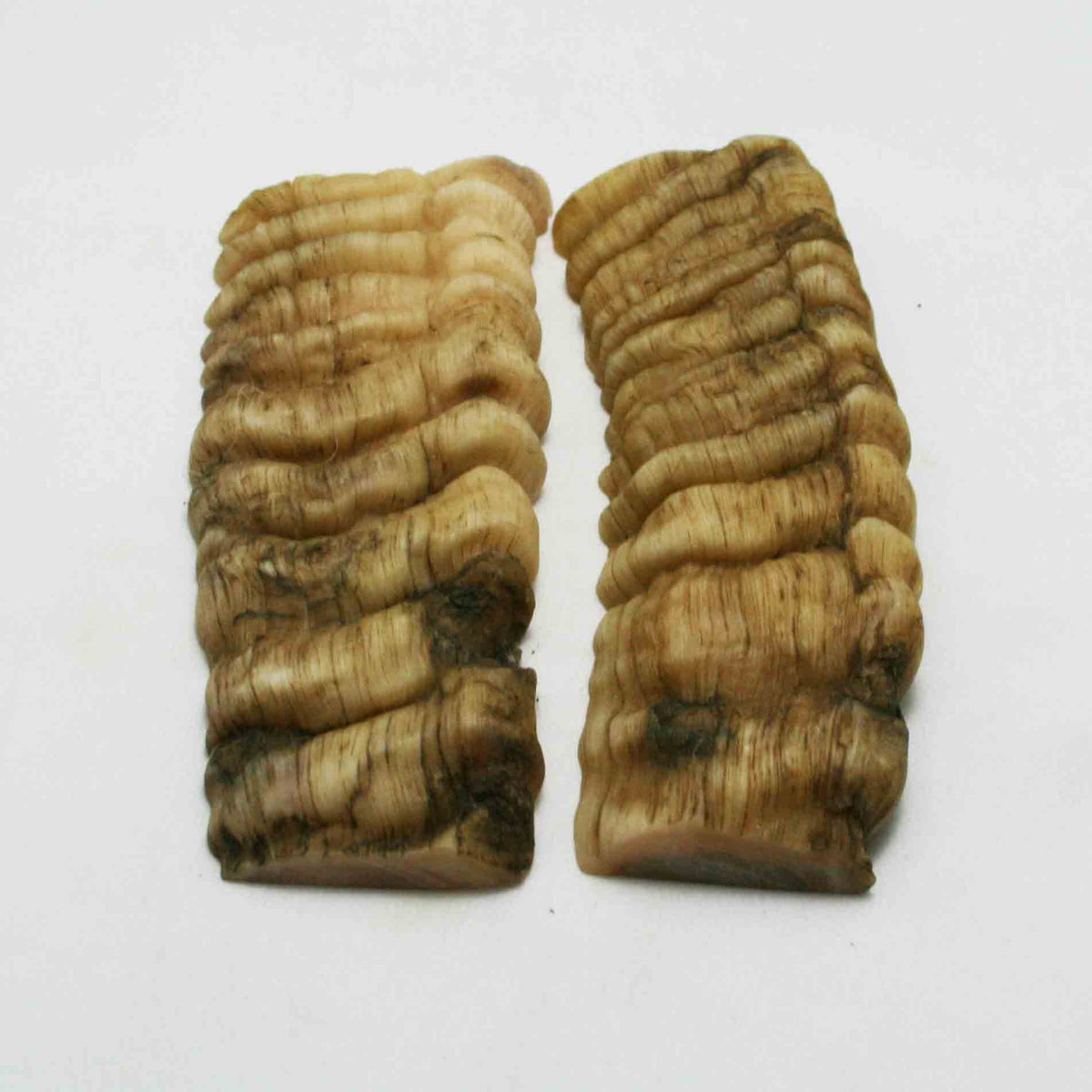 NB901NAM44 Merino Ram&#39;s Horn Flat Block Scales