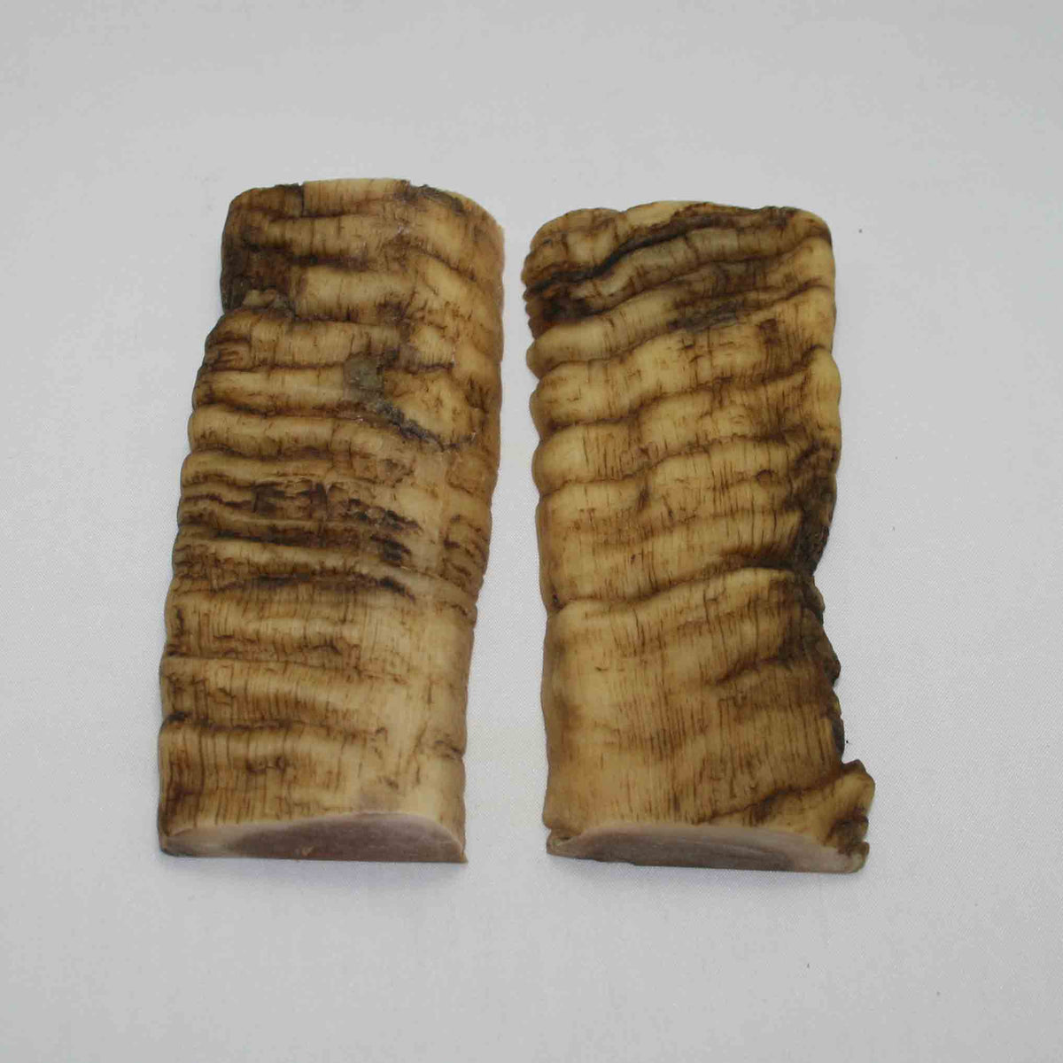 NB902JS15 Merino Ram Horn Scales LARGE