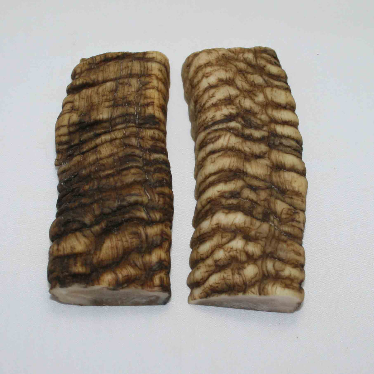 NB902JS16 Merino Ram Horn Scales LARGE