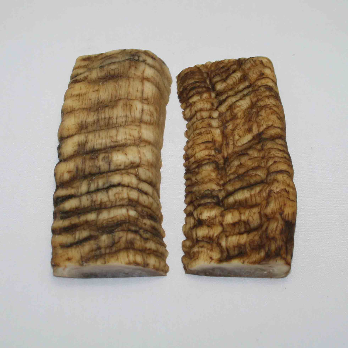 NB902JS17 Merino Ram Horn Scales LARGE