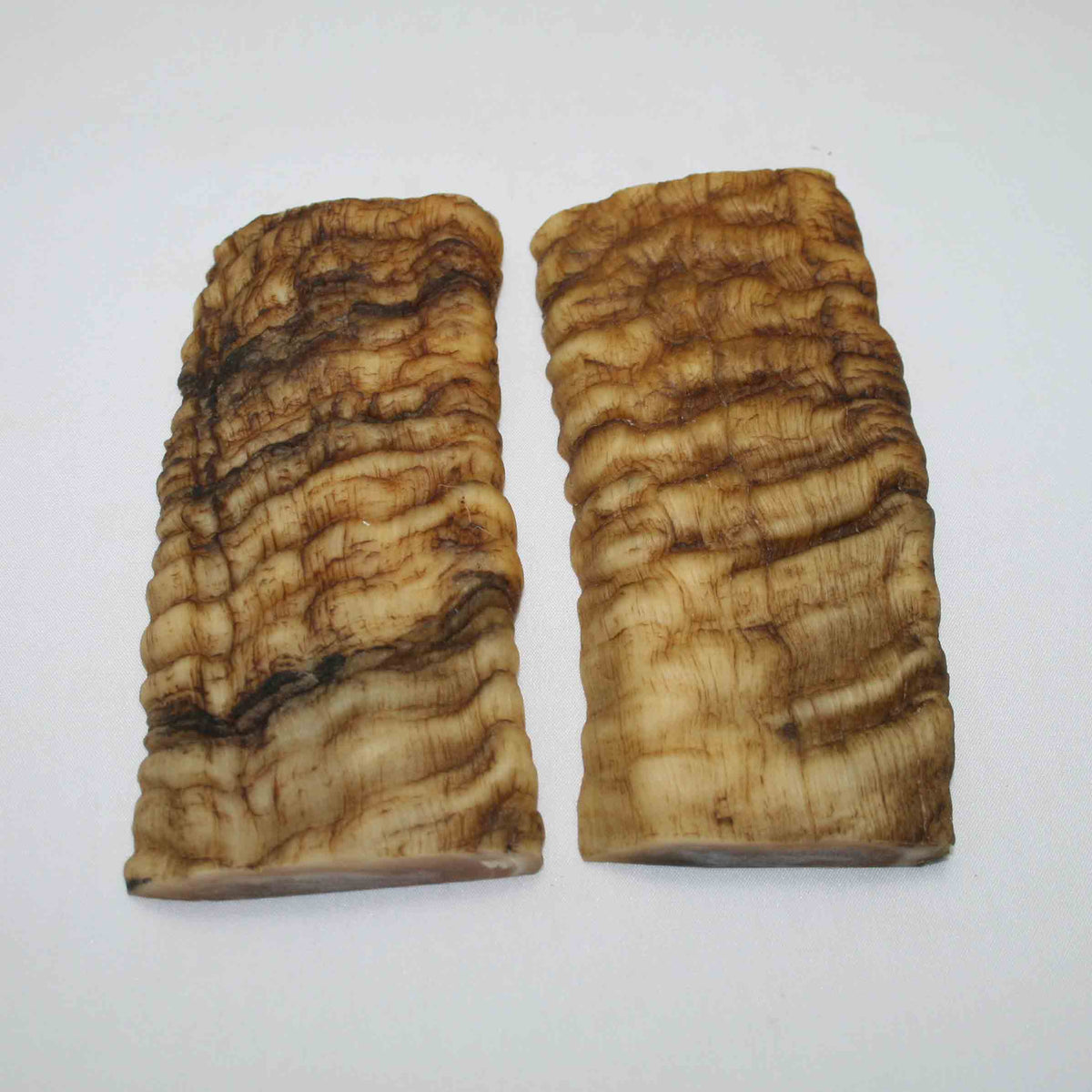 NB902JS20 Merino Ram Horn Scales LARGE