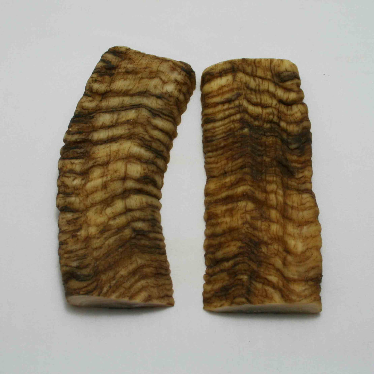 NB902JS2 Merino Ram Horn Scales LARGE