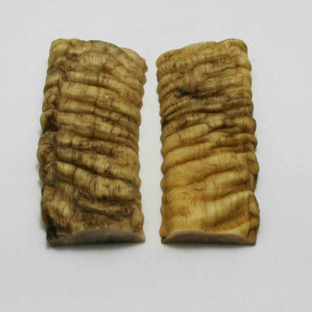 NB902JS33 Merino Ram Horn Scales LARGE