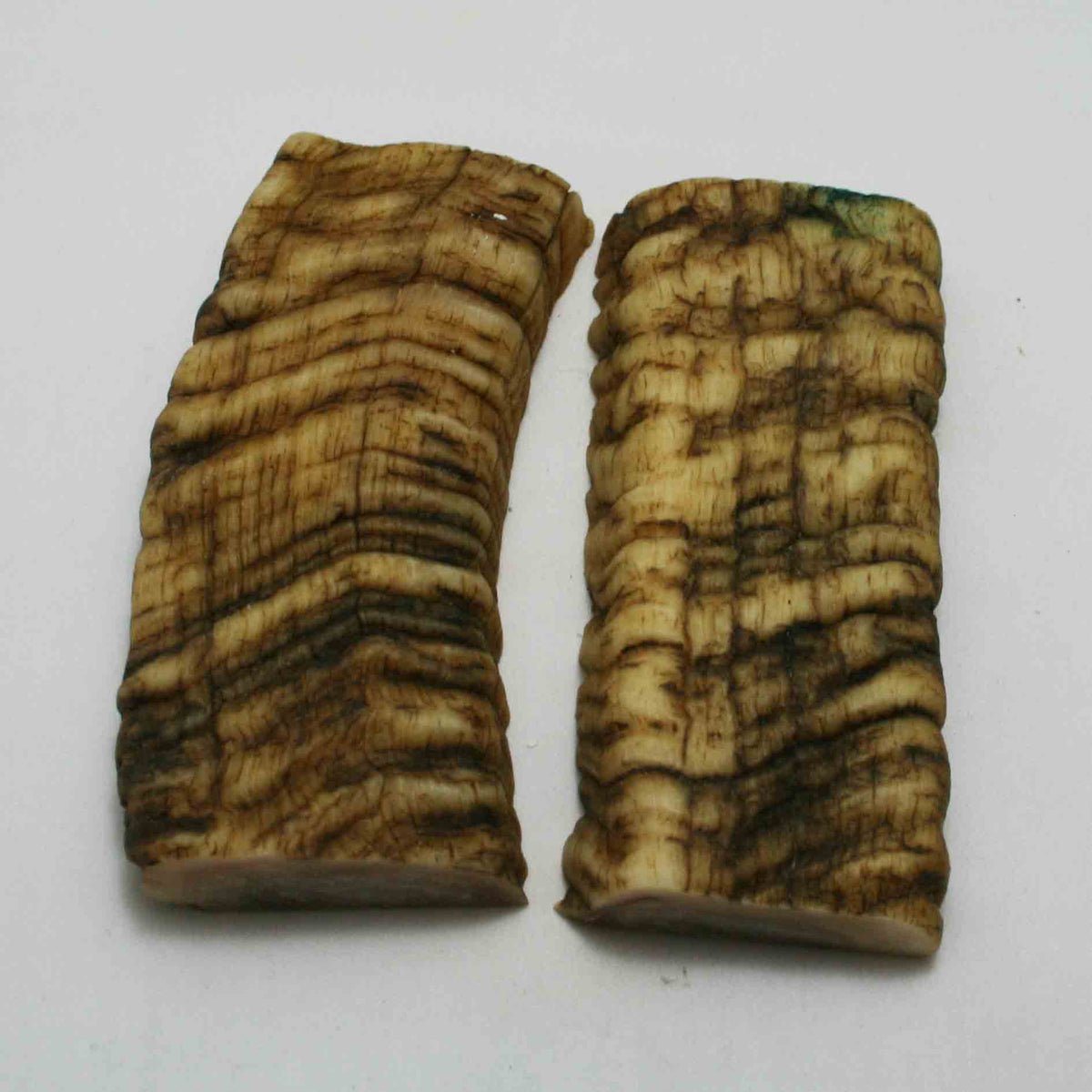 NB902JS36 Merino Ram Horn Scales LARGE