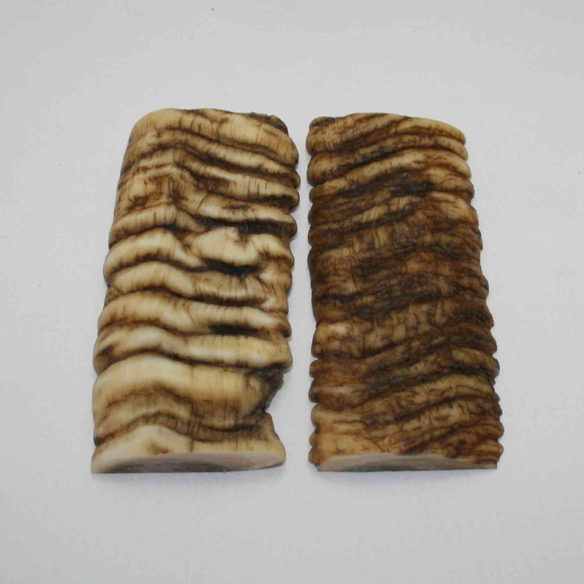 NB902JS40 Merino Ram Horn Scales LARGE