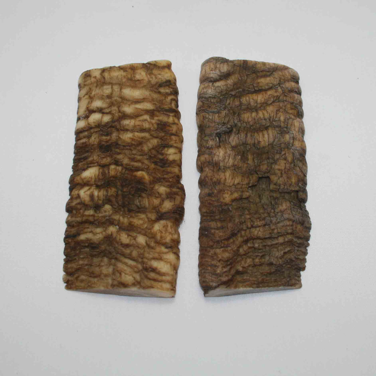 NB902JS45 Merino Ram Horn Scales LARGE