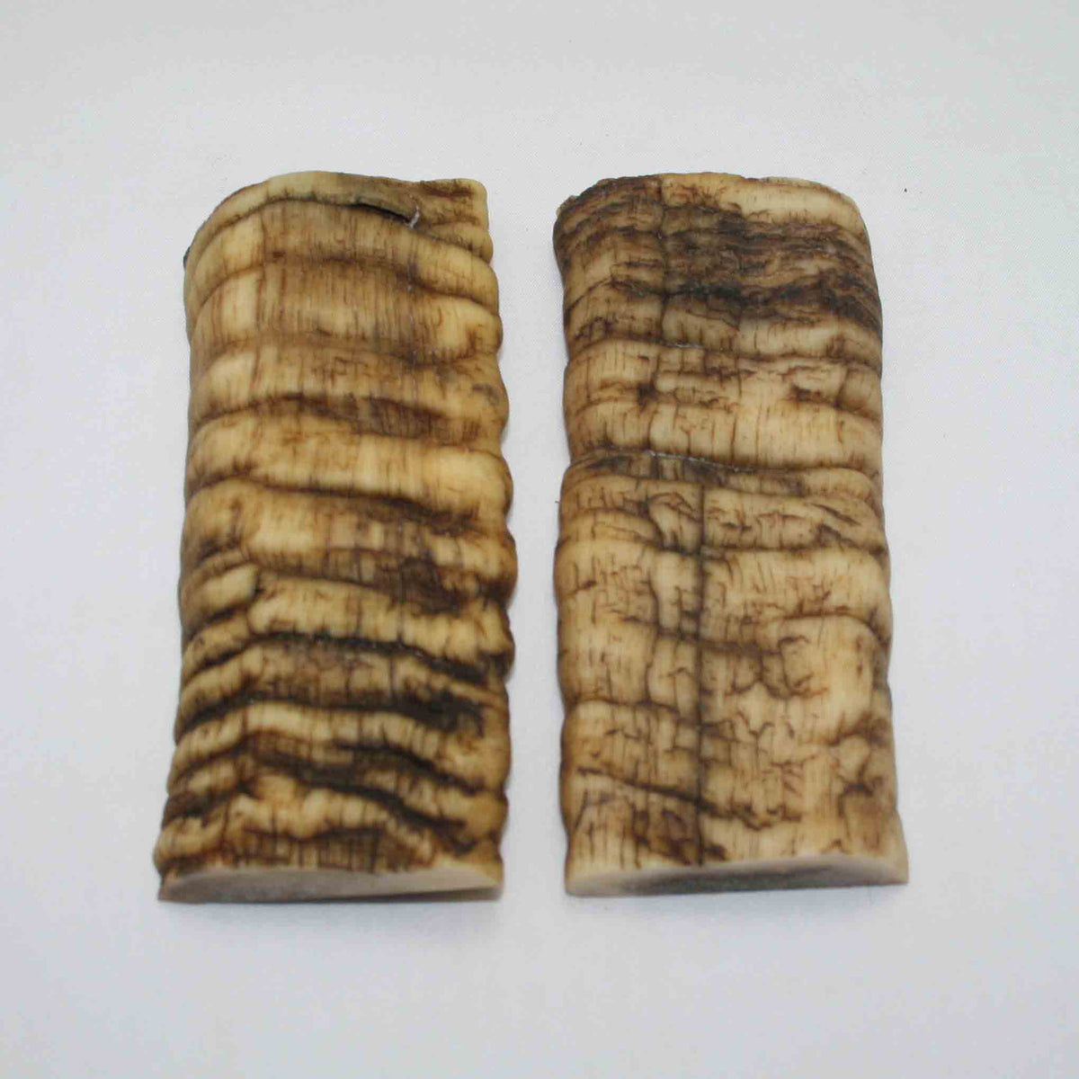 NB902JS4 Merino Ram Horn Scales LARGE