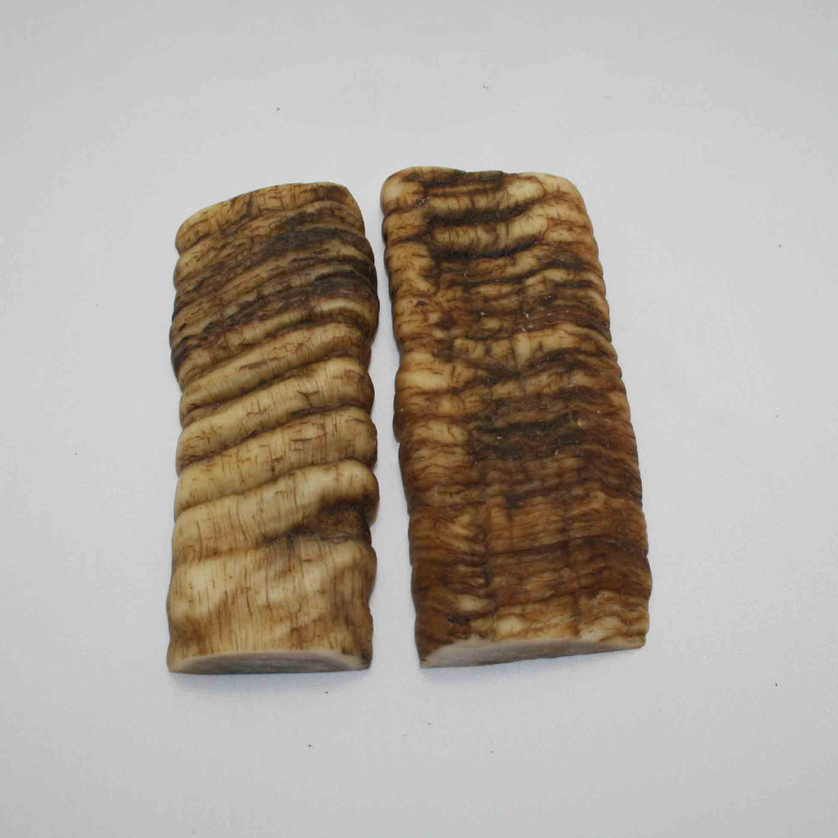 NB902JS50 Merino Ram Horn Scales LARGE