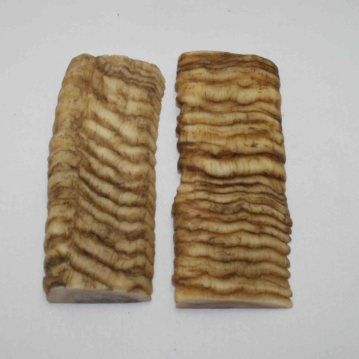 NB902JS53 Merino Ram Horn Scales LARGE