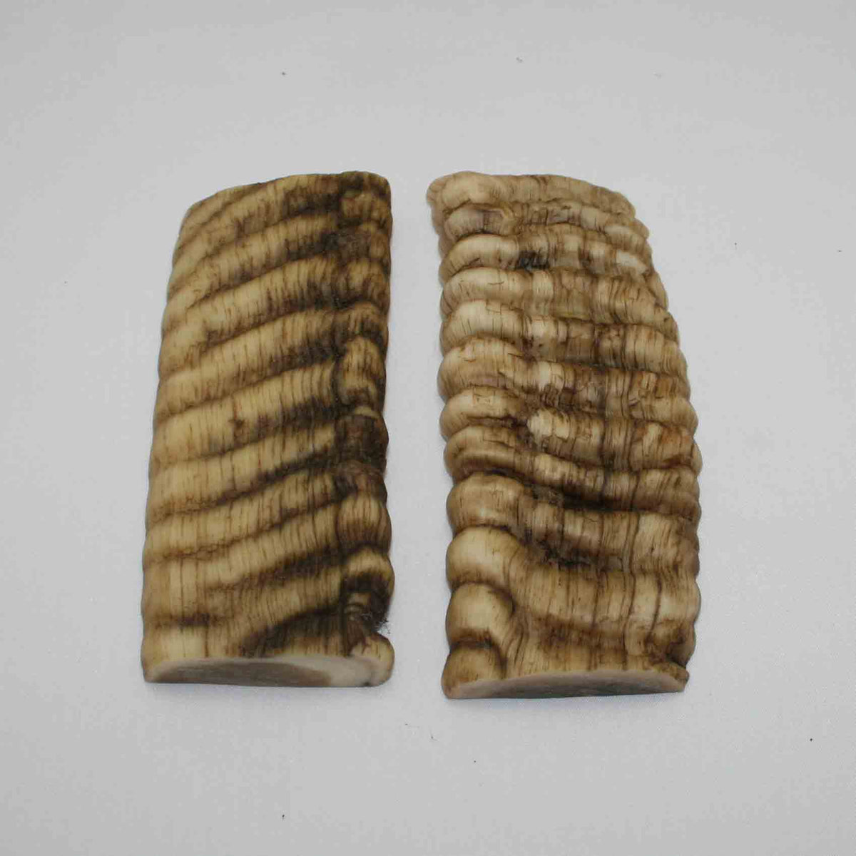 NB902JS61 Merino Ram Horn Scales LARGE