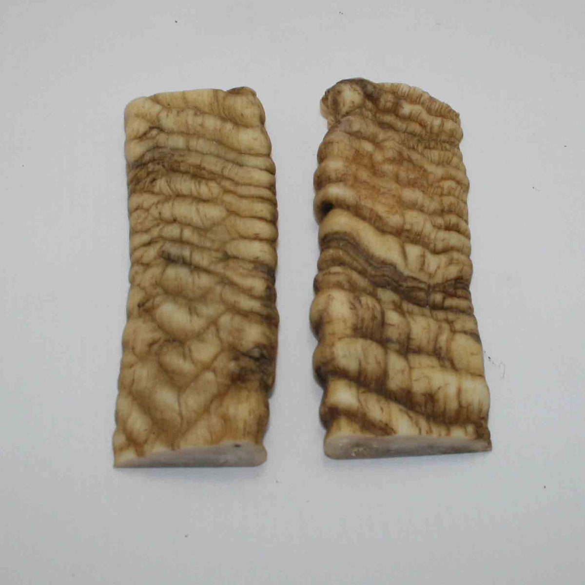 NB902JS62 Merino Ram Horn Scales LARGE