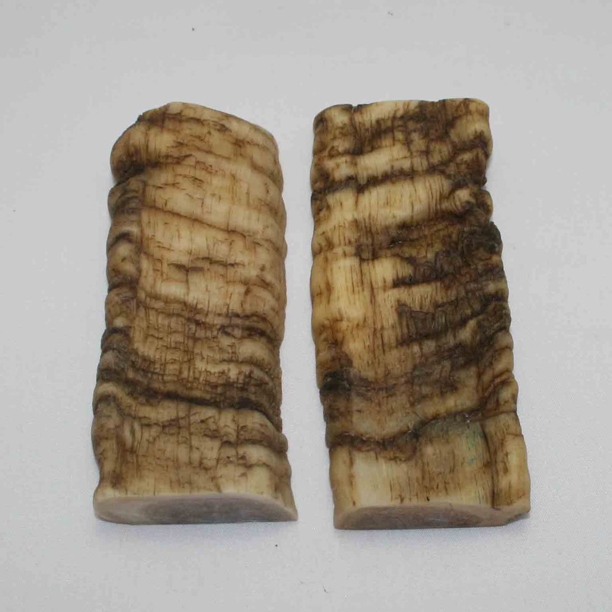 NB902JS63 Merino Ram Horn Scales LARGE