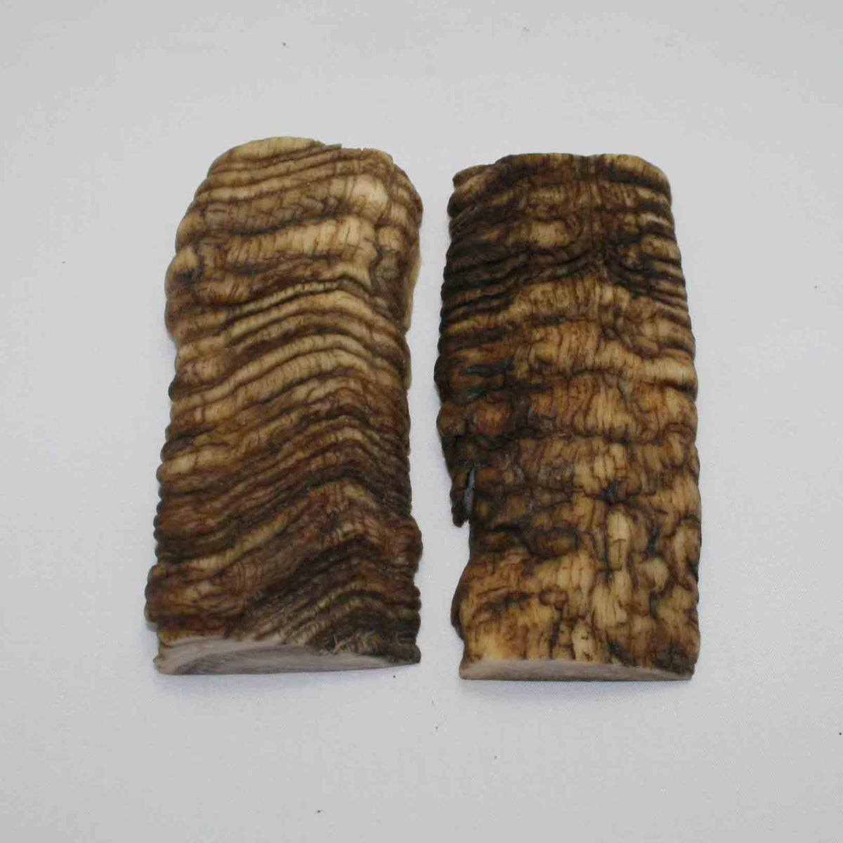 NB902JS64 Merino Ram Horn Scales LARGE