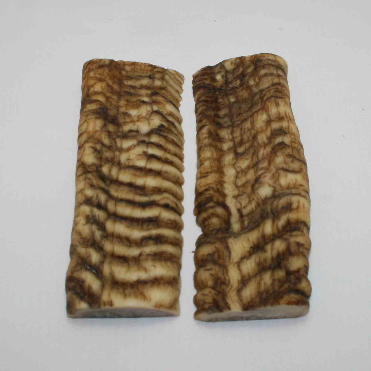 NB902JS73 Merino Ram Horn Scales LARGE