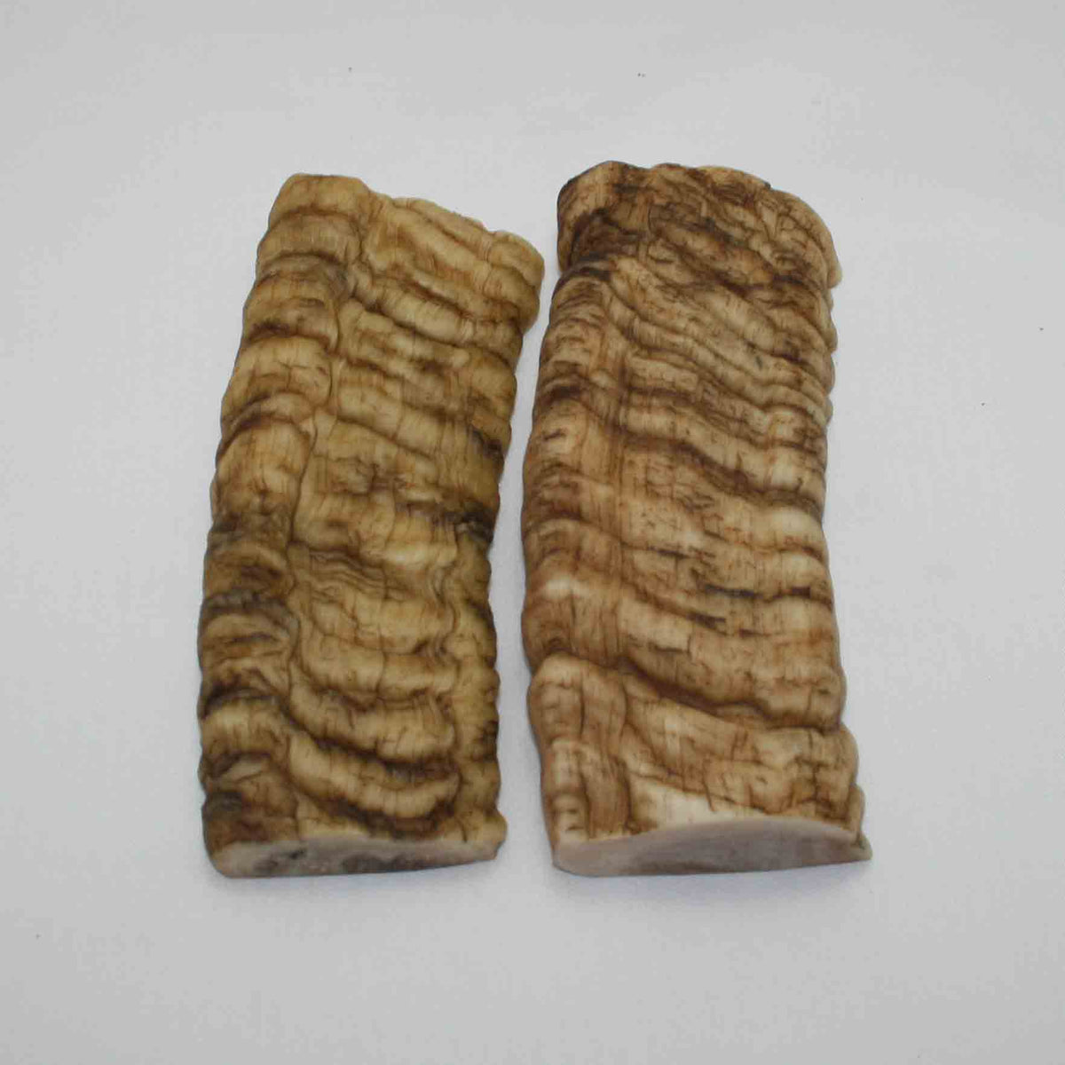 NB902JS76 Merino Ram Horn Scales LARGE