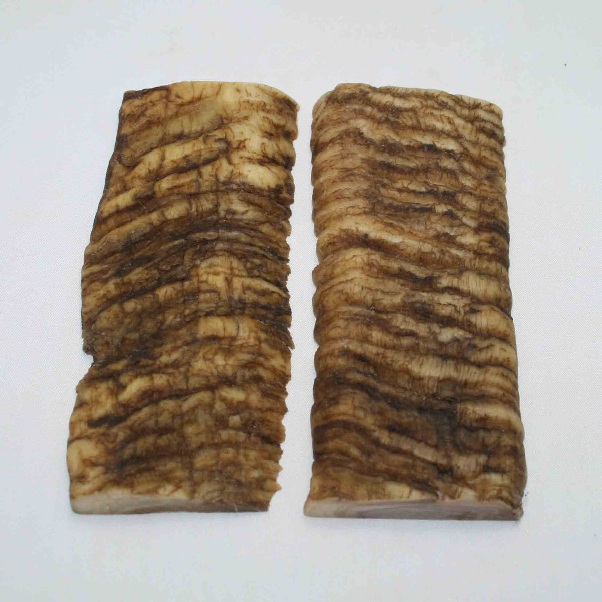 NB902JS7 Merino Ram Horn Scales LARGE