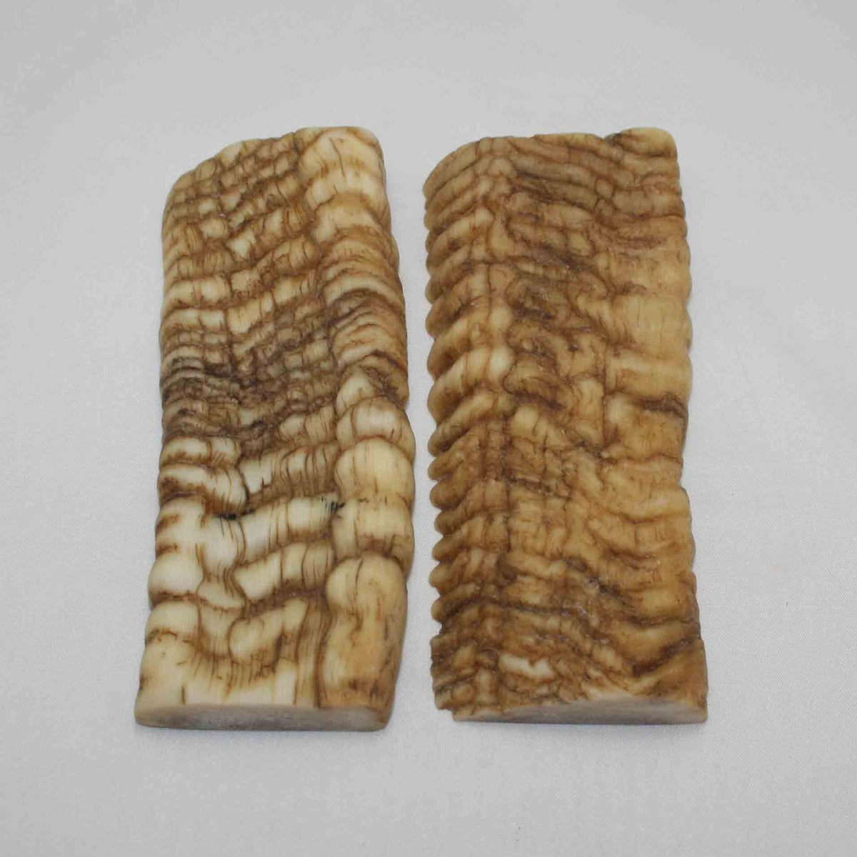 NB902LG30 Merino Ram Horn Scales LARGE