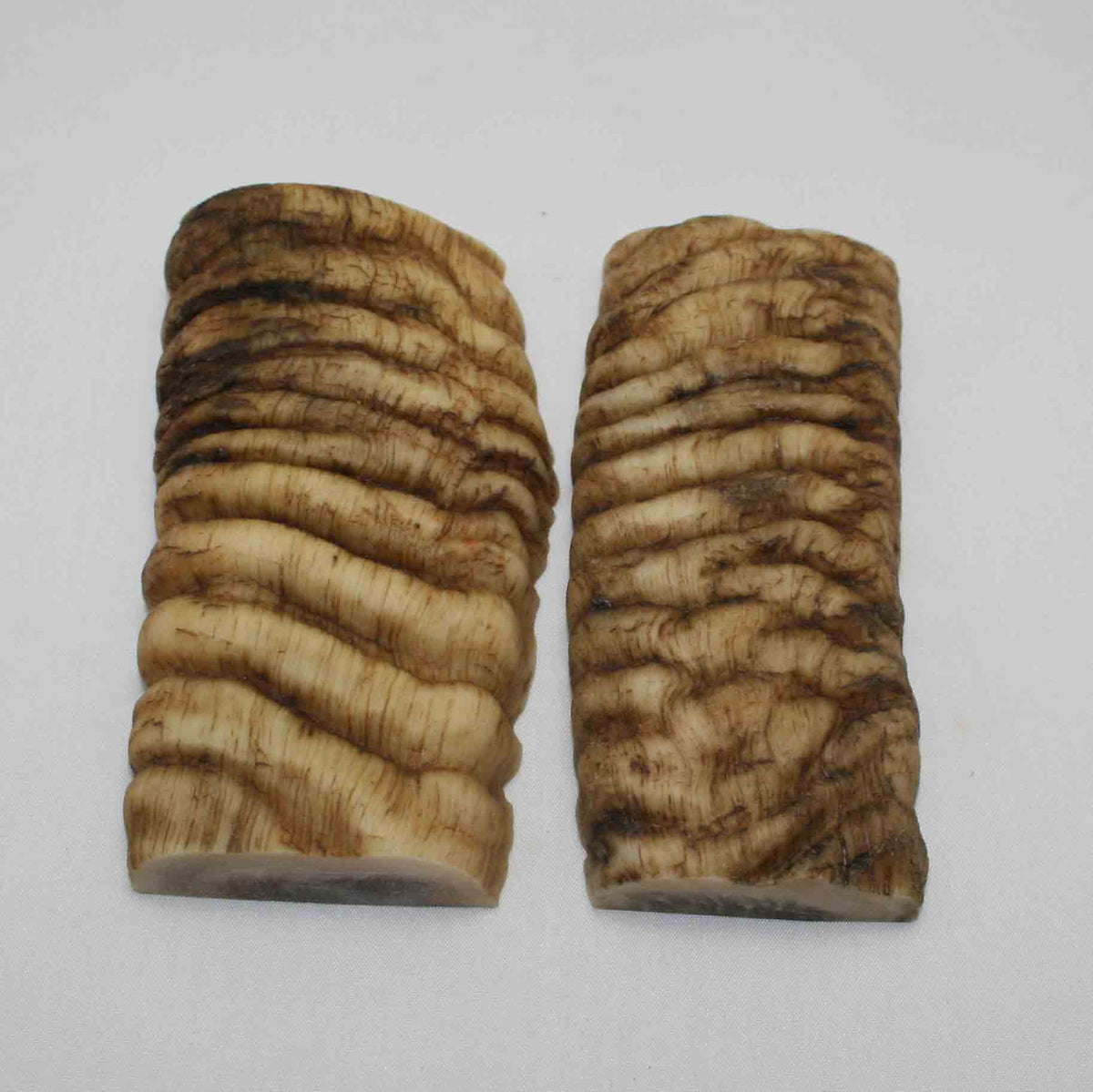 NB902LG37 Merino Ram Horn Scales LARGE