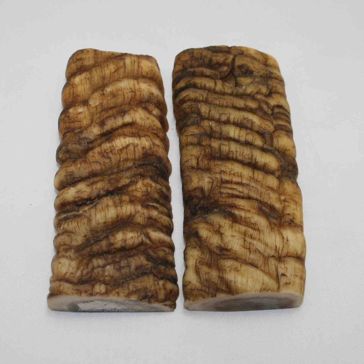 NB902LG43 Merino Ram Horn Scales LARGE