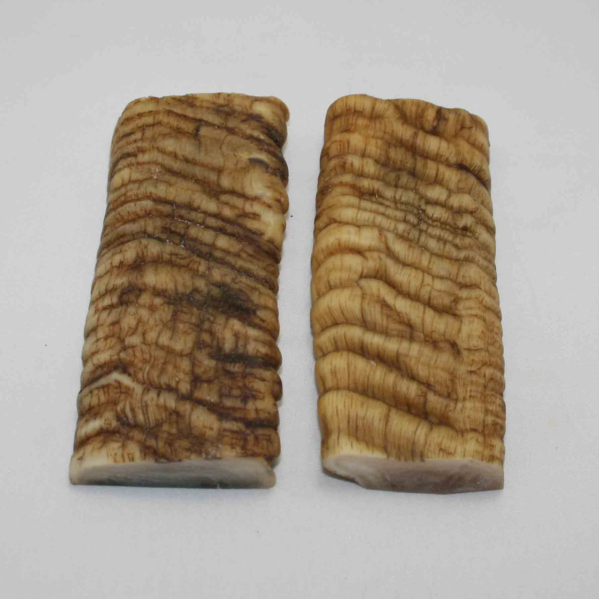 NB902LG45 Merino Ram Horn Scales LARGE