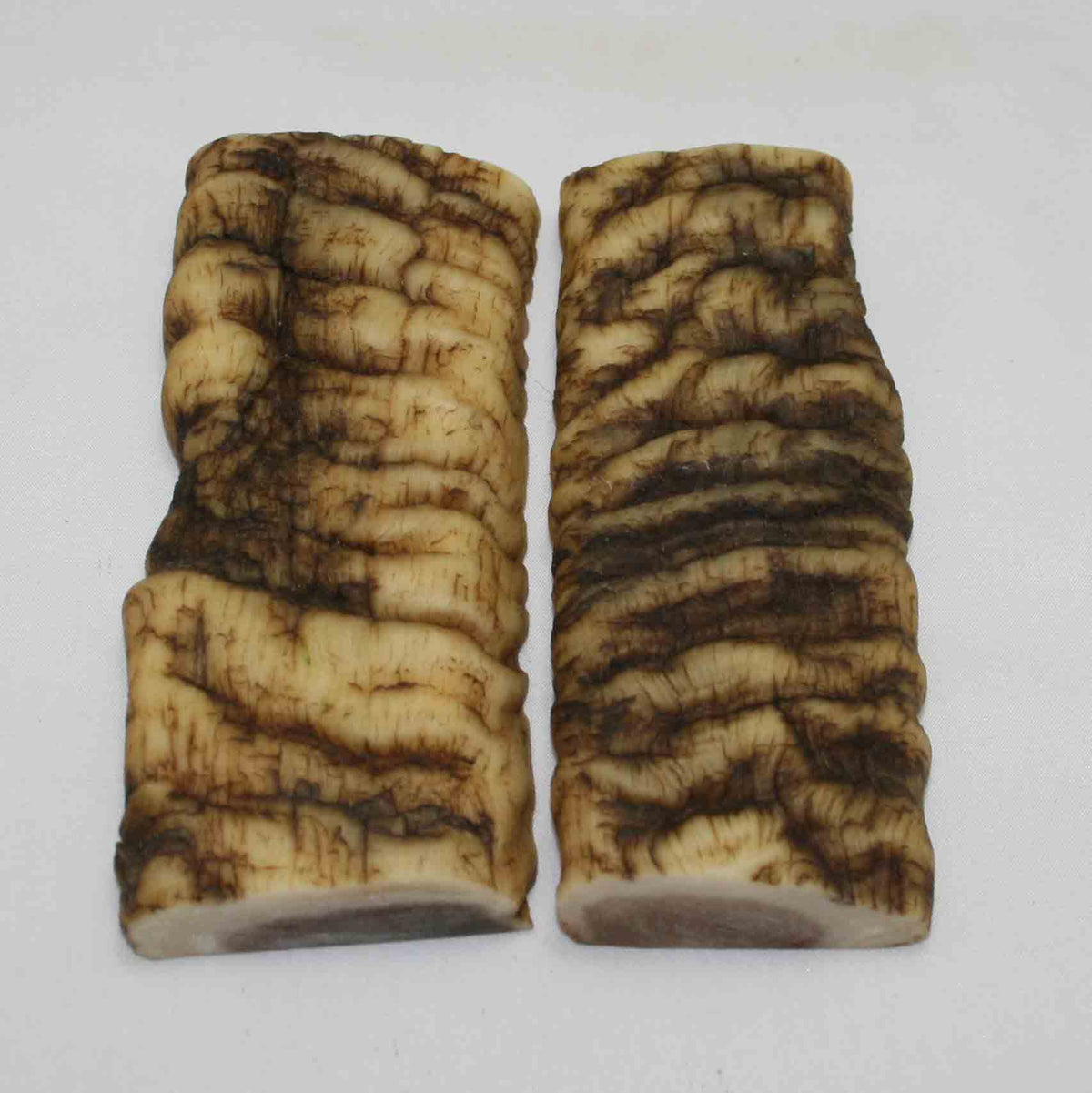 NB902MMA10 Merino Ram Horn Scales LARGE