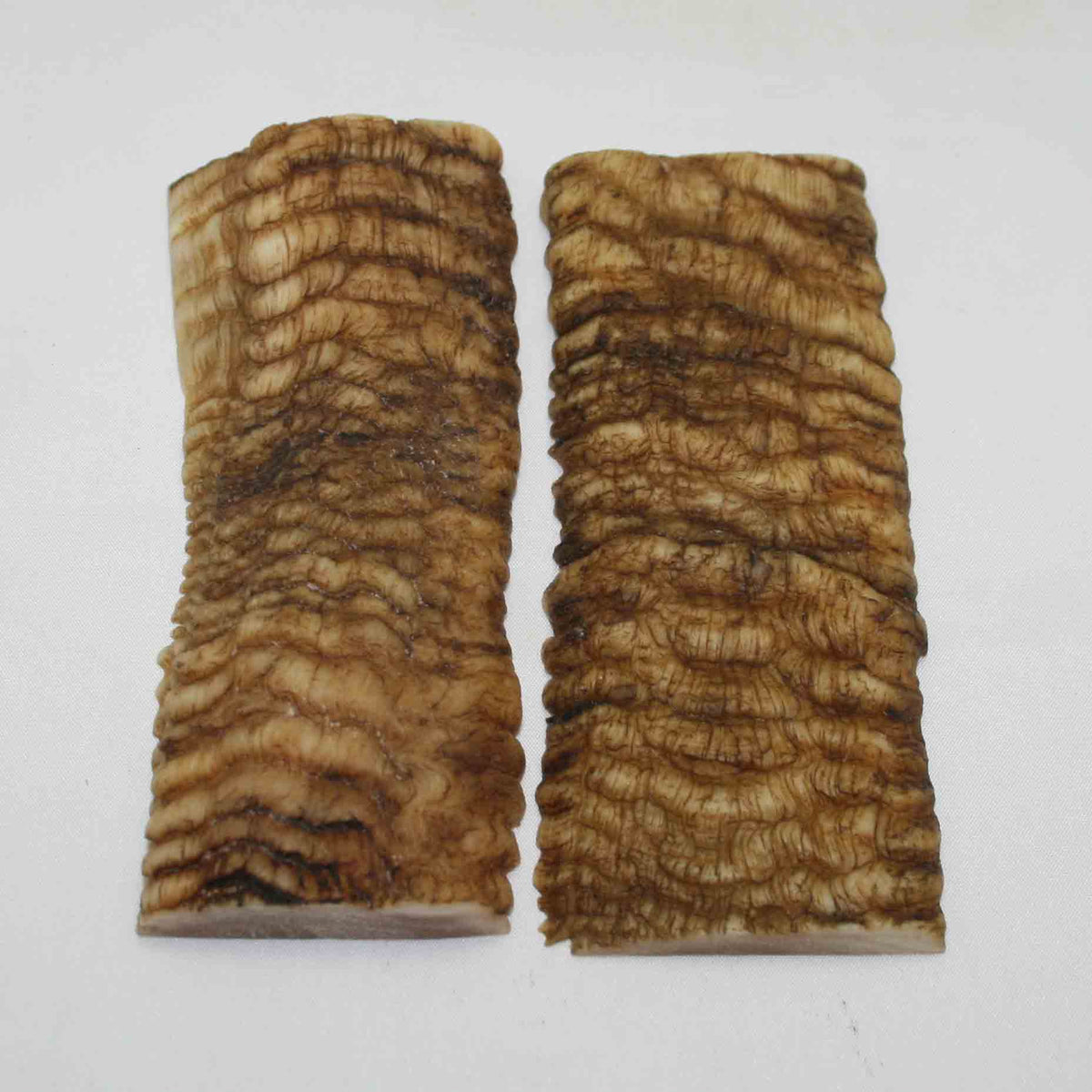 NB902MMA11 Merino Ram Horn Scales LARGE