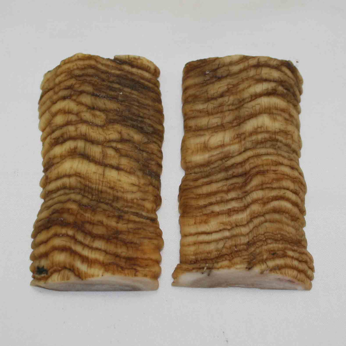 NB902MMA23 Merino Ram Horn Scales LARGE