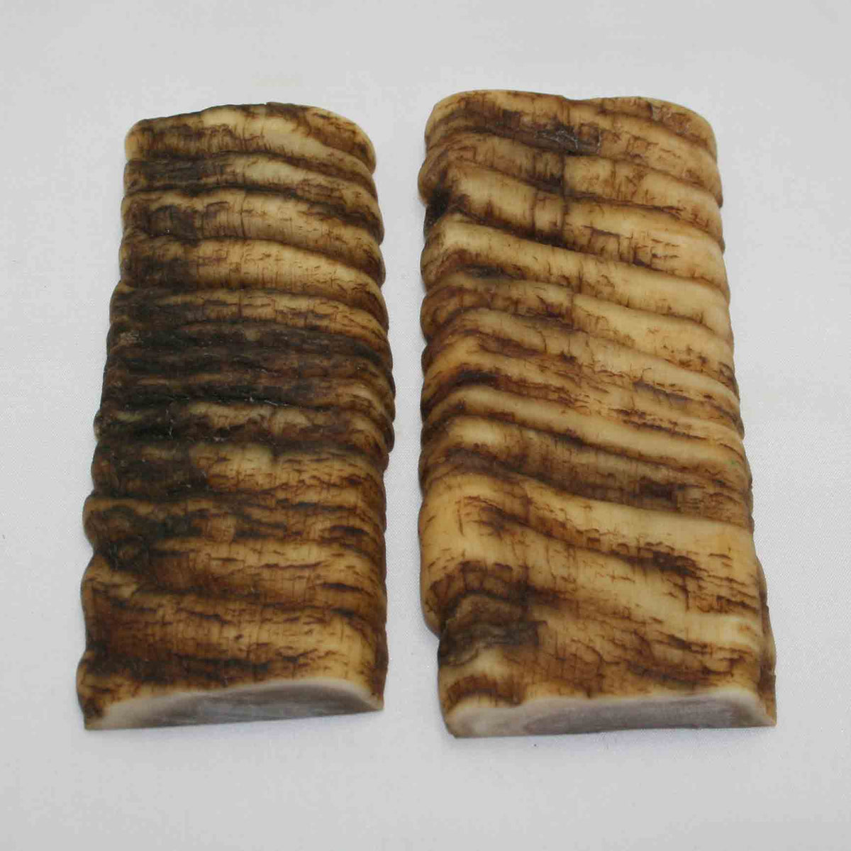 NB902MMA25 Merino Ram Horn Scales LARGE