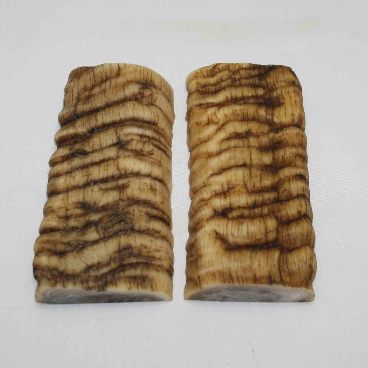 NB902MMA26 Merino Ram Horn Scales LARGE