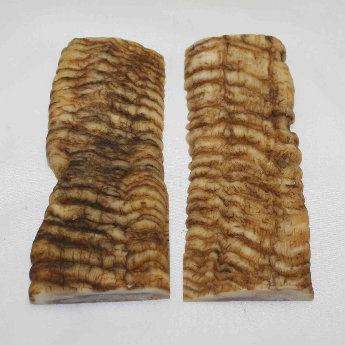 NB902MMA29 Merino Ram Horn Scales LARGE