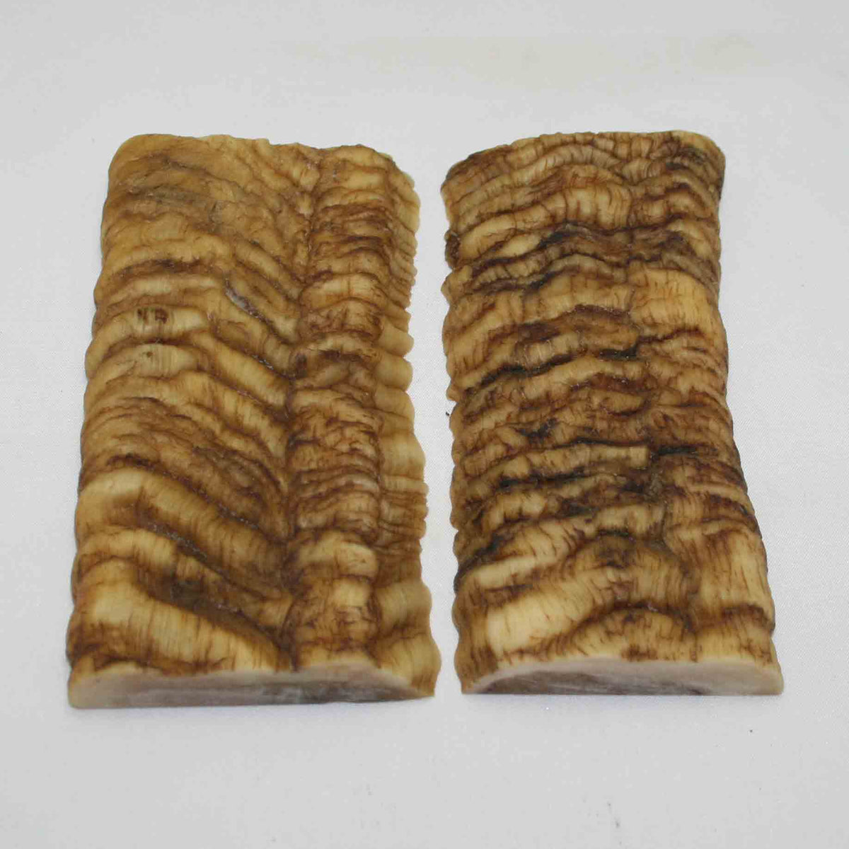 NB902MMA32 Merino Ram Horn Scales LARGE