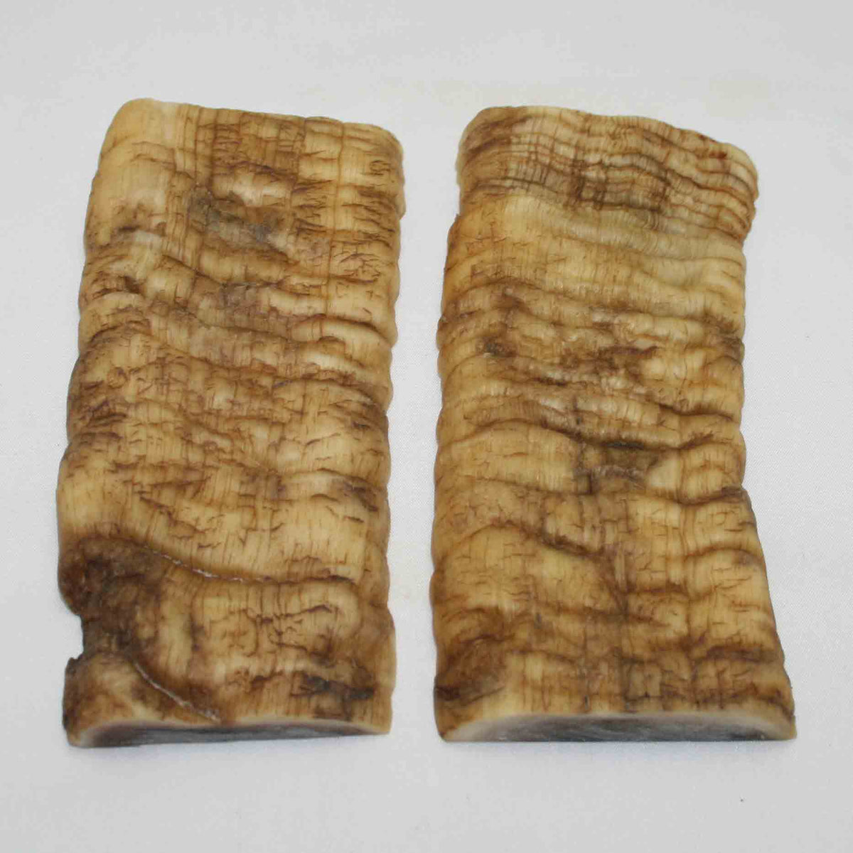 NB902MMA34 Merino Ram Horn Scales LARGE