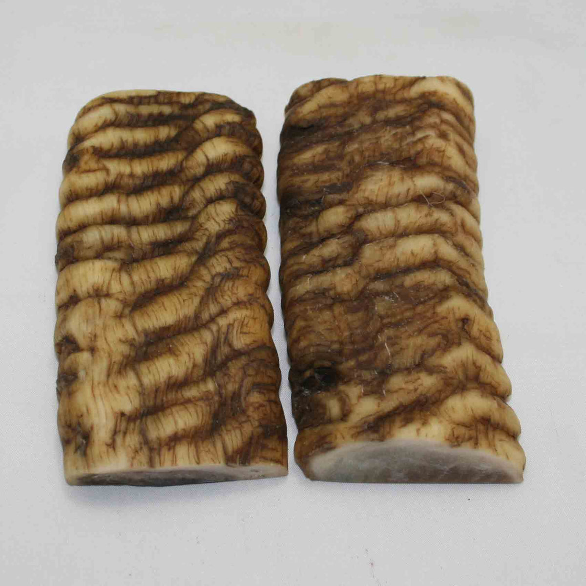 NB902MMA36 Merino Ram Horn Scales LARGE