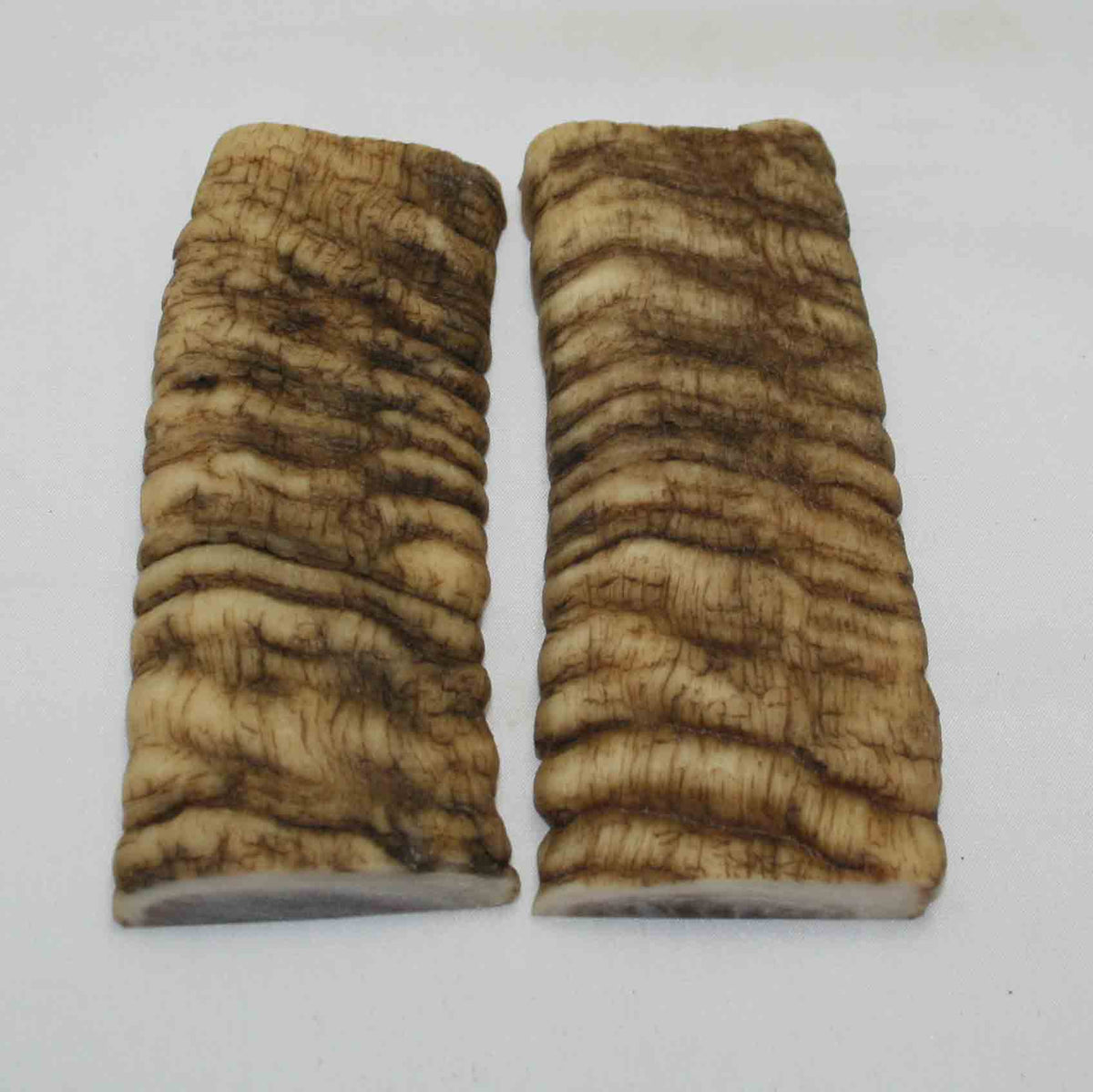 NB902MMA38 Merino Ram Horn Scales LARGE