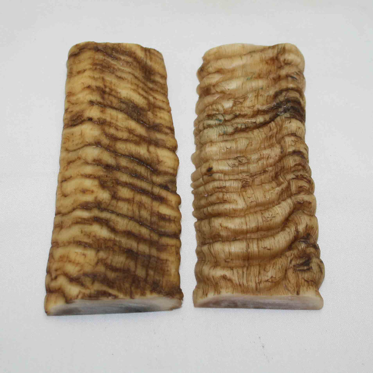 NB902MMA39 Merino Ram Horn Scales LARGE