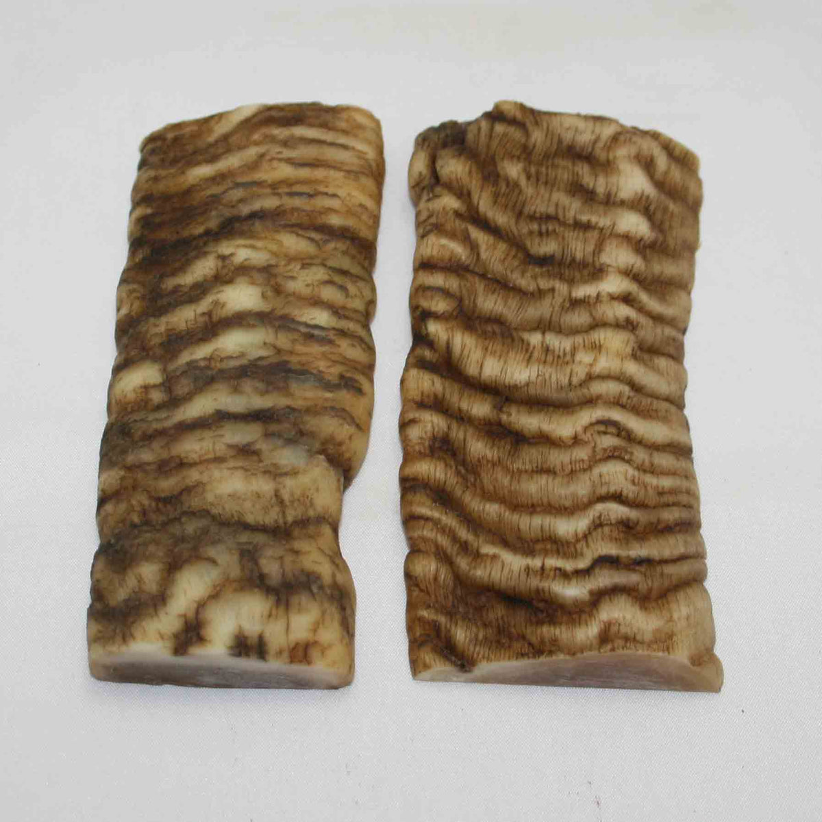 NB902MMA40 Merino Ram Horn Scales LARGE