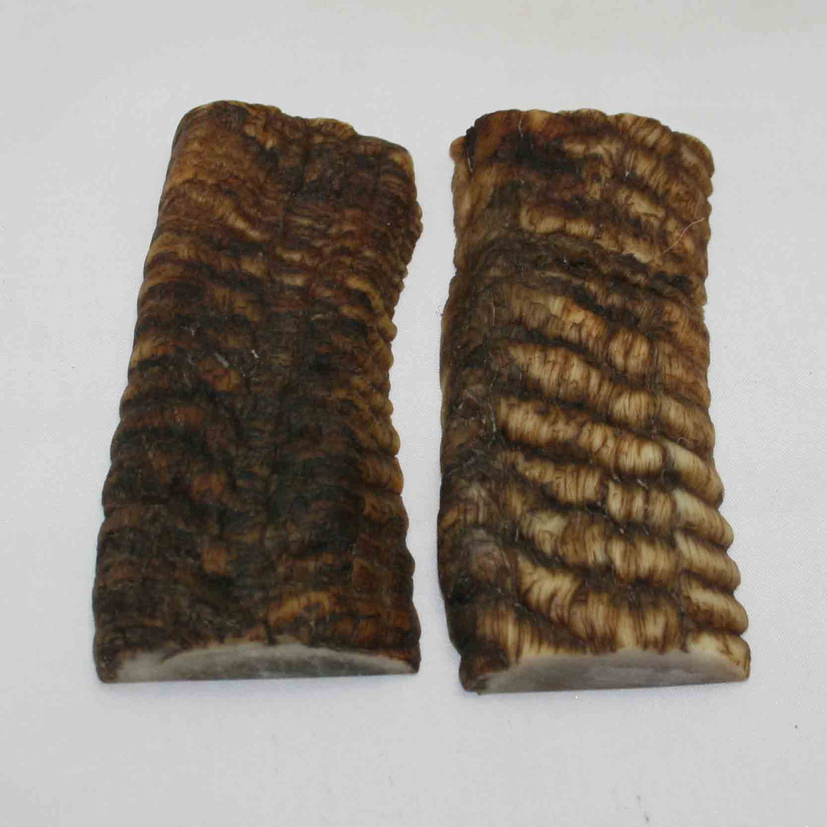 NB902MMA42 Merino Ram Horn Scales LARGE