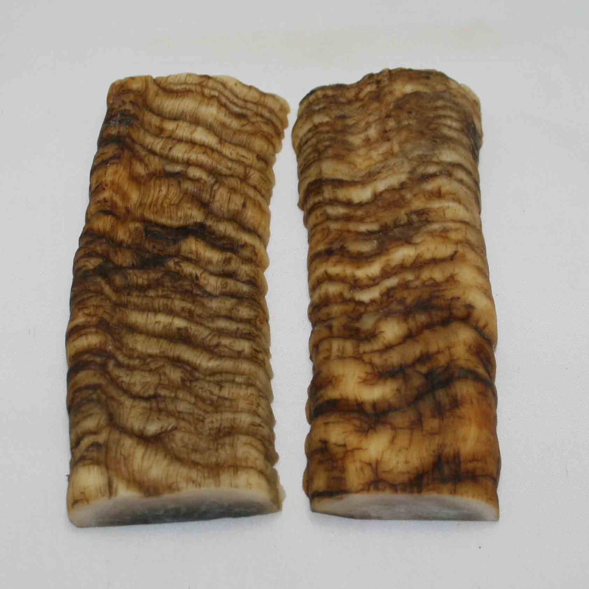 NB902MMA45 Merino Ram Horn Scales LARGE