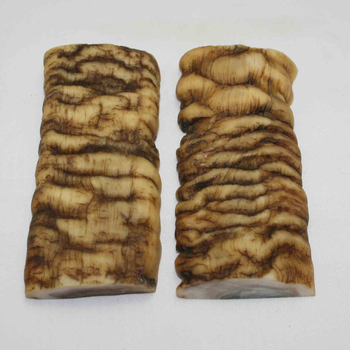 NB902MMA47 Merino Ram Horn Scales LARGE