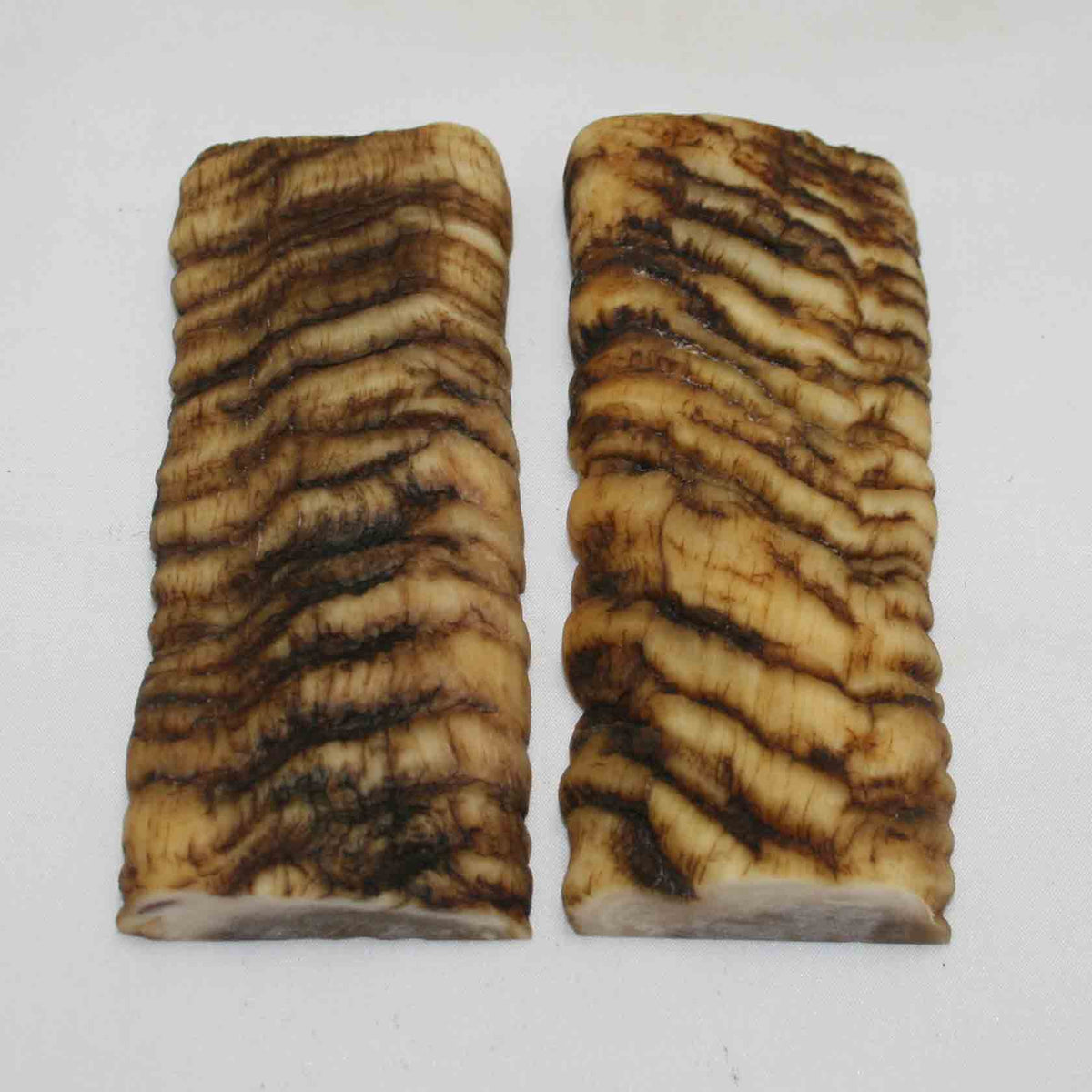 NB902MMA48 Merino Ram Horn Scales LARGE