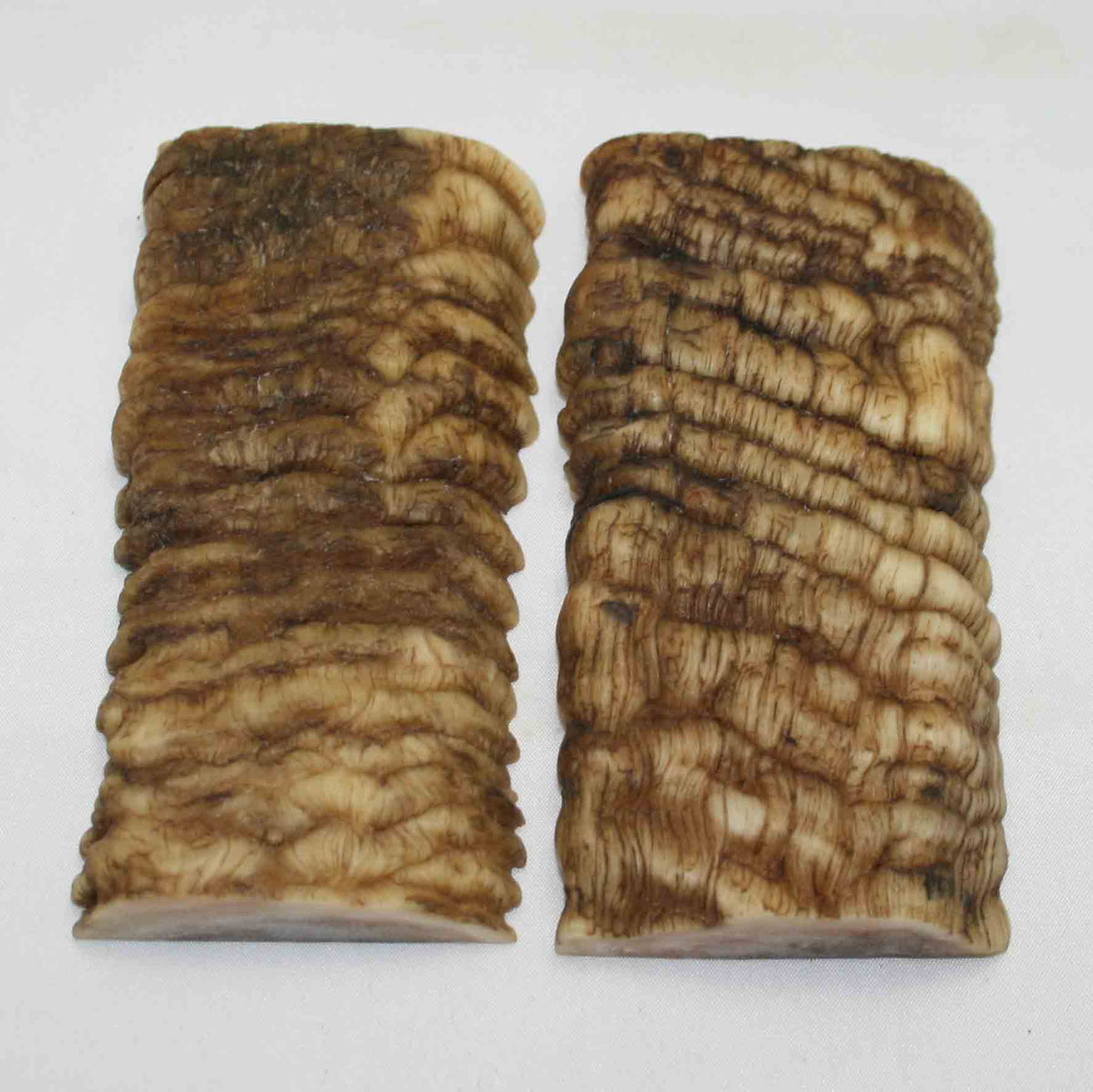 NB902MMA49 Merino Ram Horn Scales LARGE