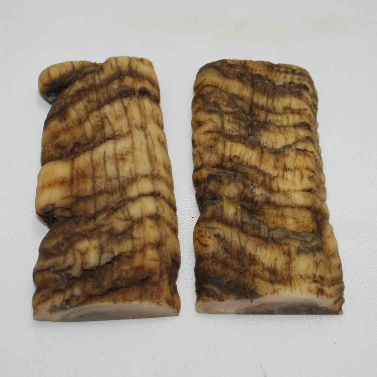 NB902MMA52 Merino Ram Horn Scales LARGE