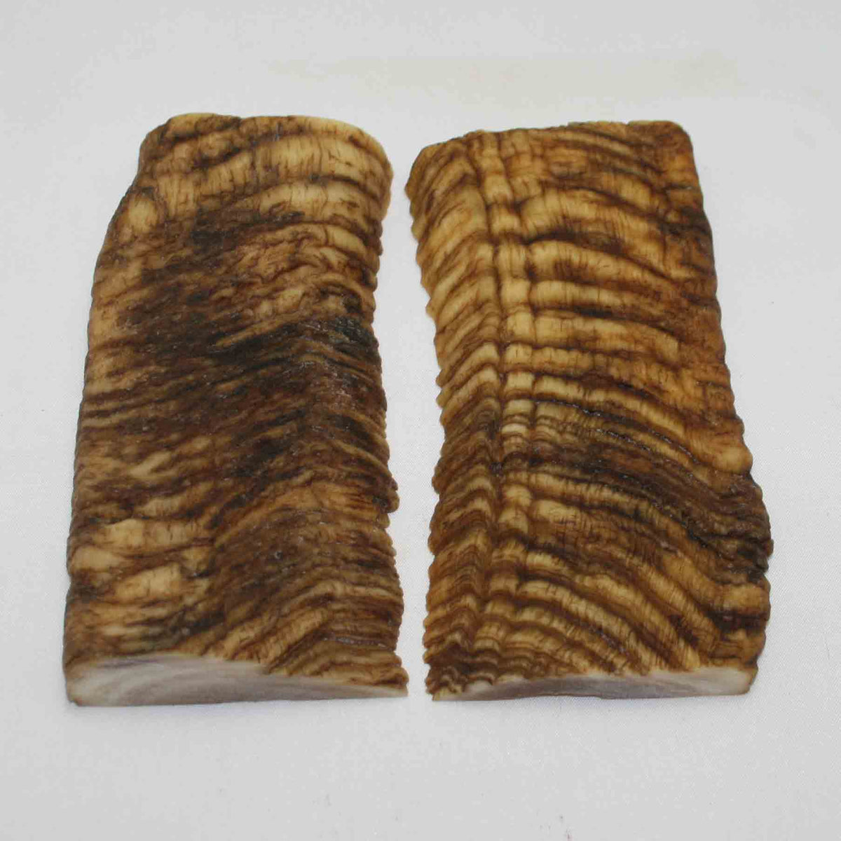 NB902MMA55 Merino Ram Horn Scales LARGE