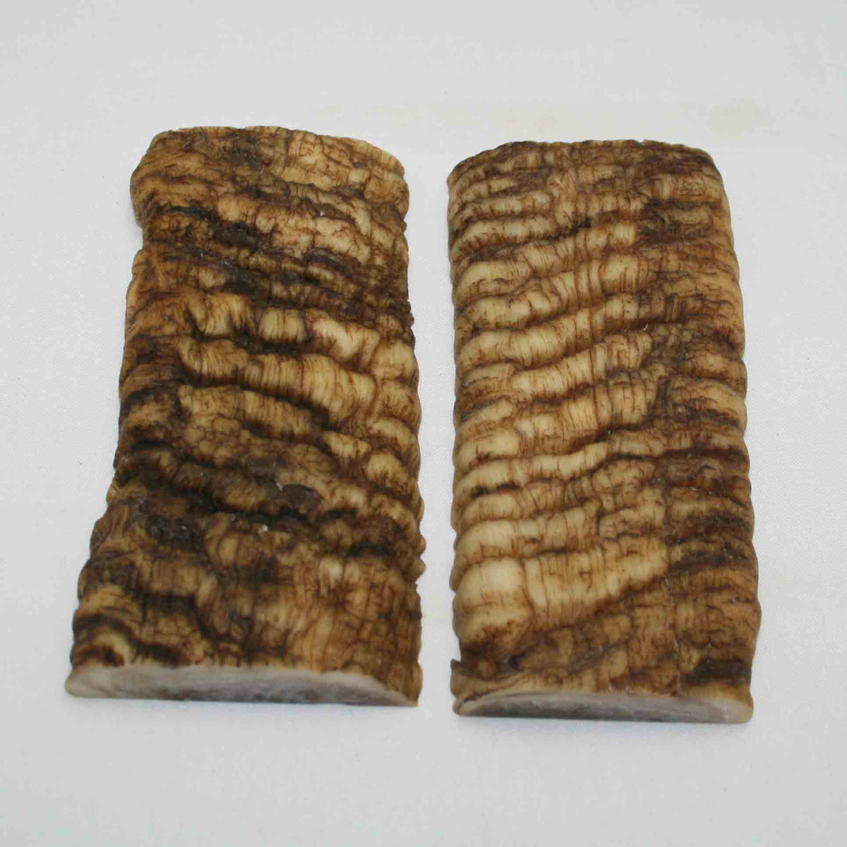 NB902MMA56 Merino Ram Horn Scales LARGE