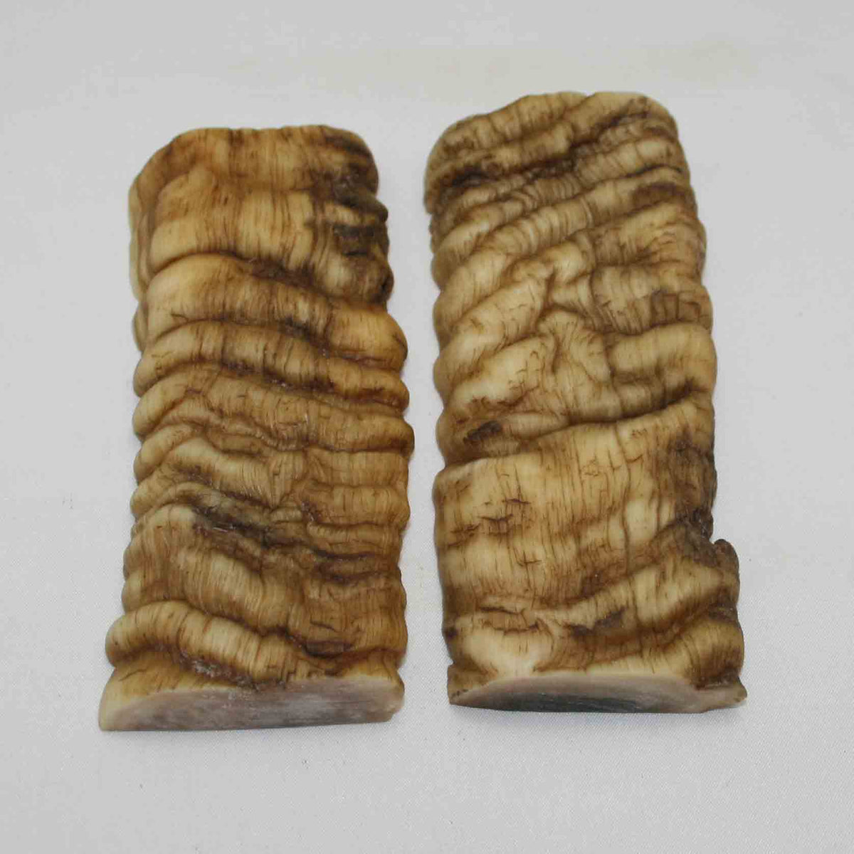 NB902MMA58 Merino Ram Horn Scales LARGE