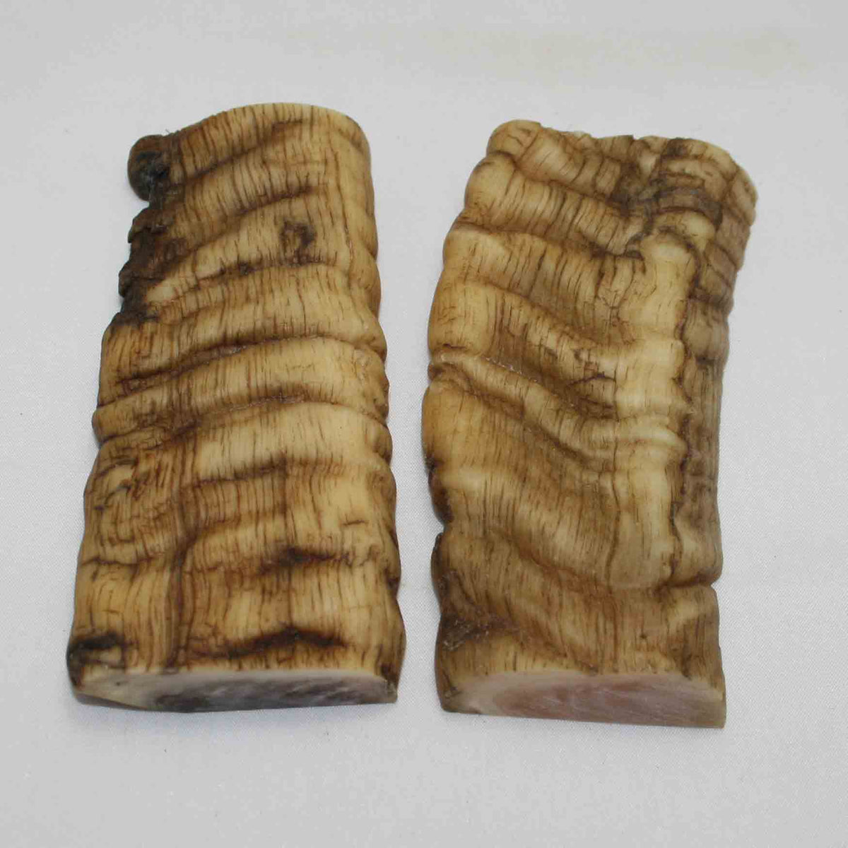 NB902MMA59 Merino Ram Horn Scales LARGE