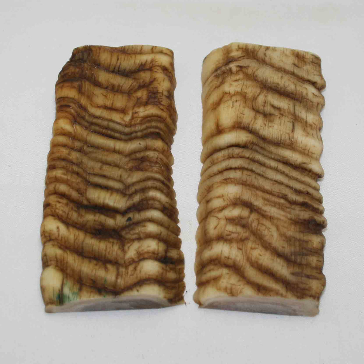 NB902MMA60 Merino Ram Horn Scales LARGE