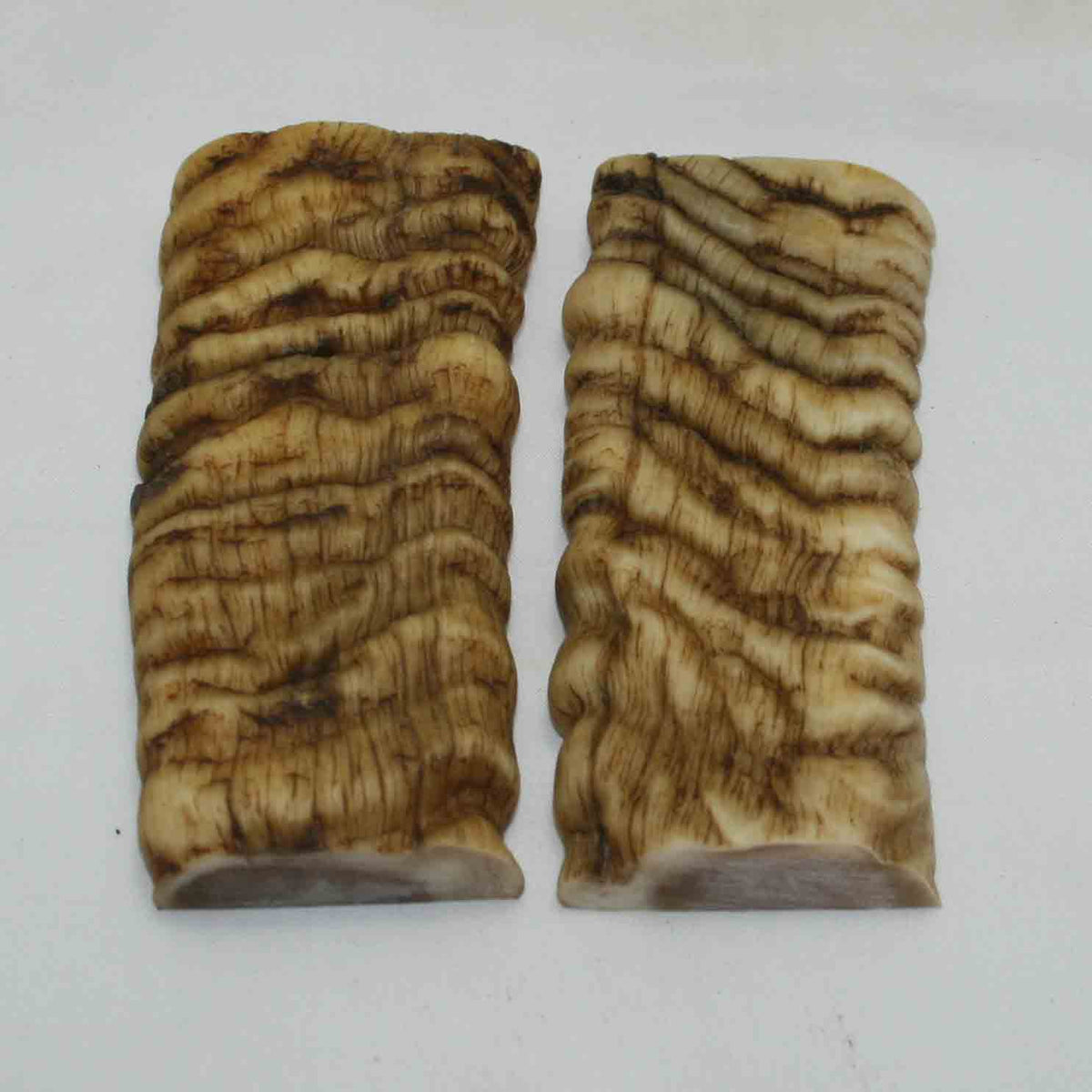 NB902MMA62 Merino Ram Horn Scales LARGE